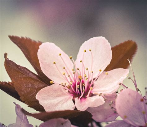 Spring Blossom | Patrick Metzdorf | Flickr