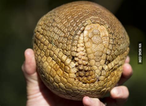 Armadillo curled up into a ball - 9GAG