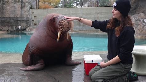 Rescued Walrus Performs an Amazing Array of Vocalizations at the Request of His Favorite Human