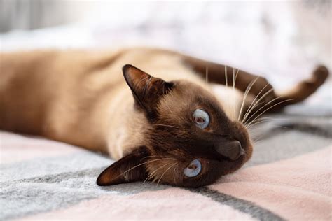 7 Fascinating Facts About Siamese Cats