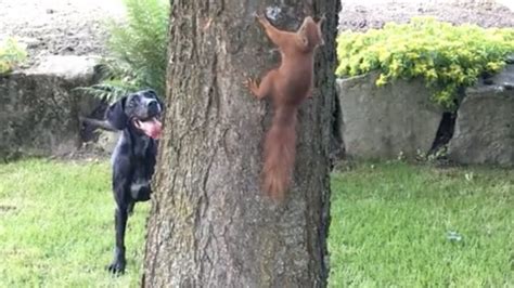 Pets VS Squirrels Compilation! (Cats and Dogs chasing squirrels) - YouTube