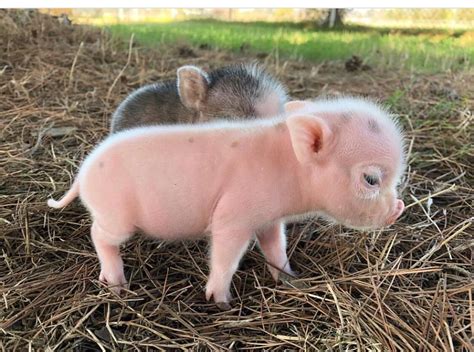 I would name him Bacon Bit!! Enter to WIN a mini pig! GL!! http://vy.tc/esEa970 | Cute baby pigs ...