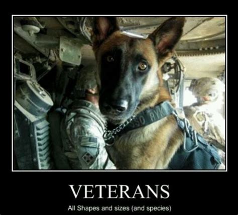 Veterans - Dog Humor