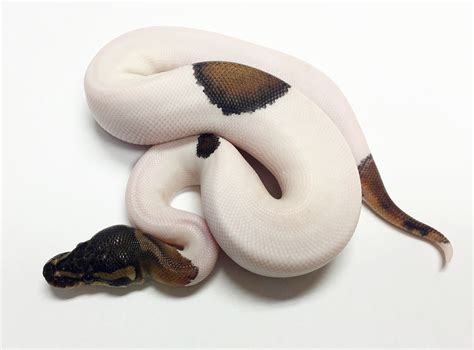 Panda Ball Pythons — Professional Breeders