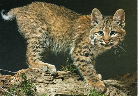 Bobcat (bay lynx) Photo: Paul Berquist USA 03.12.2010 Caracal, Bobcat ...