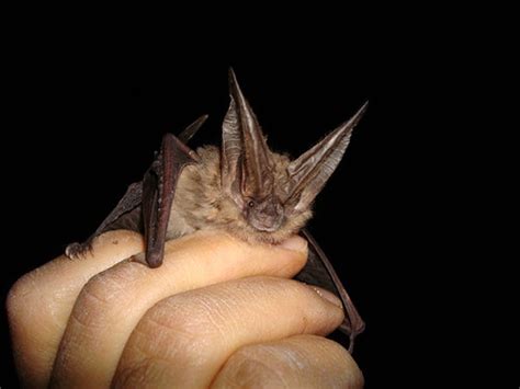 Townsend's big-eared bat captured at Lava Beds National Mo… | Flickr