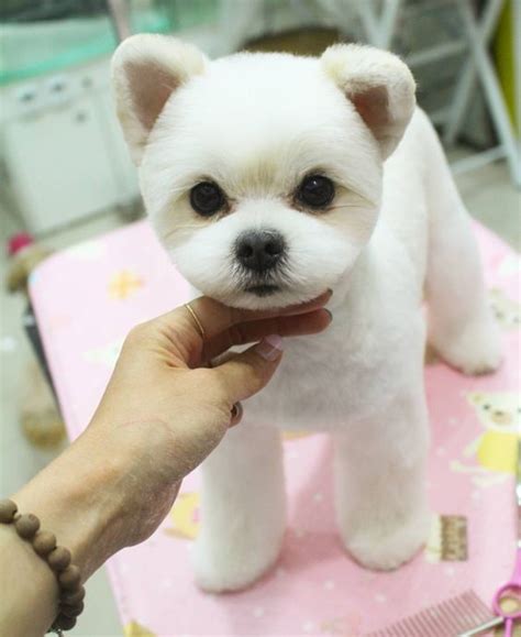 Facts About Teddy Bear Dogs | Teddy bear dog, Dog grooming, Dog haircuts