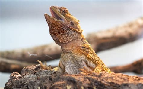 What Causes Yellow Fungus In Bearded Dragons? - ReptileStartUp.com