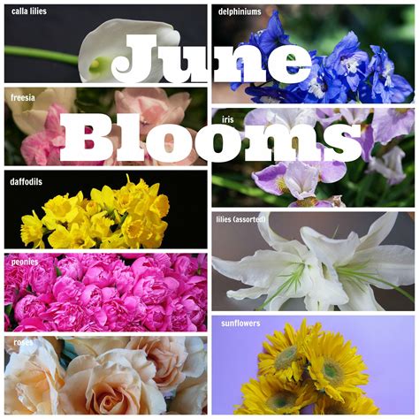 June Blooms | June wedding, E flowers, Bloom