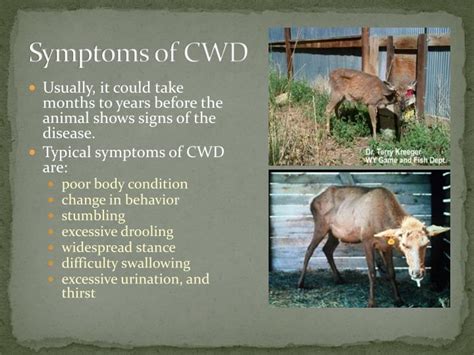 PPT - Chronic Wasting Disease (CWD) PowerPoint Presentation - ID:2454895