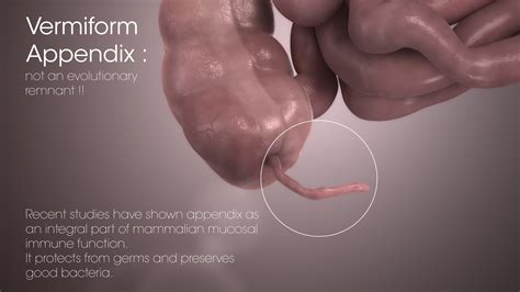 Human Appendix- A vital organ or a ticking time bomb? - Scientific Animations