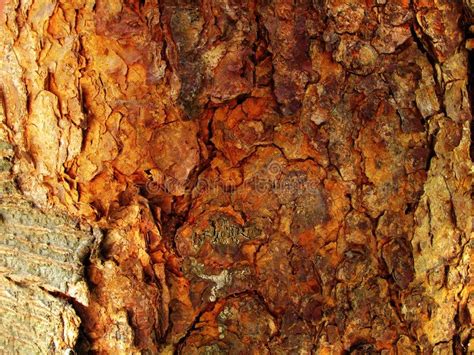 Tree Bark Background. Background texture of tree bark in rust color , #Ad, #Background, #texture ...