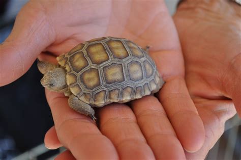 Isn't this baby California desert tortoise (Gopherus agassizii) adorable? Red Cliffs Desert ...