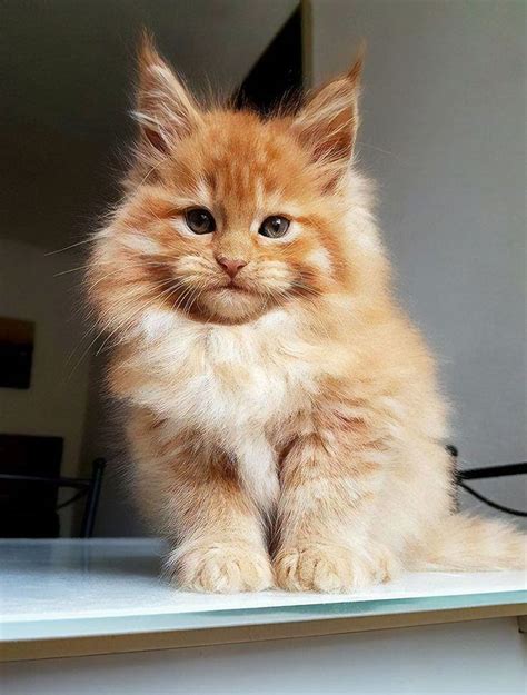 Download Kumpulan Gambar Kucing Maine Coon Images