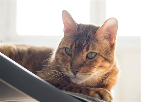 Cat Vomiting Blood? | PetMD