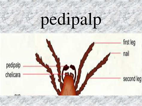 PPT - 6 th Grade Spider Biodiversity Study Vocabulary PowerPoint Presentation - ID:3504480