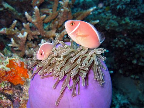 Pink Skunk Clownfish by Trojaner93 on DeviantArt