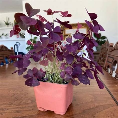 Purple Shamrock Plant Care - How to Grow & Maintain Oxalis Triangularis ...