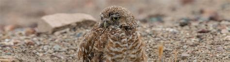 Burrowing Owl Cams | San Diego Zoo Safari Park