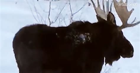 They Filmed a Moose Bull Shedding His Antler and It Is Amazing – Madly Odd!