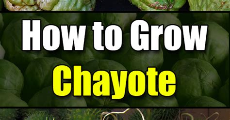 How to Grow Chayote - Easy Balcony Gardening