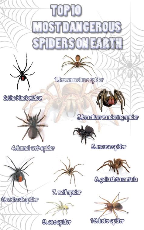 Natural Garden Pest Control | Dangerous spiders, Spider identification chart, Survival