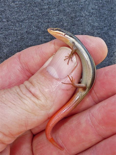 Western Red-tailed Skink – Life List Blog Posts