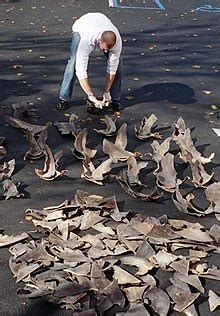 Shark fin trading in Costa Rica - Wikipedia