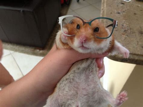 This is my hamster with glasses! | Hamster pics, Hamster, Cute hamsters