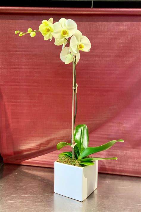 Yellow Phalaenopsis Orchid Plant in white ceramic cube by Richard ...