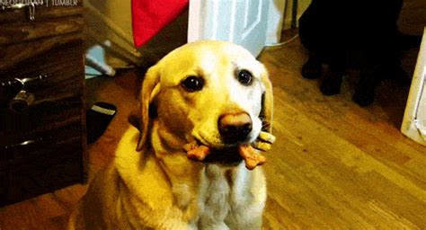 Golden Retriever Dog Gif GIF - Find & Share on GIPHY