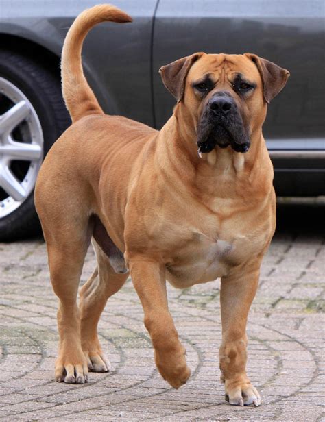 Boerboel Africano | Dog breeds, Mastiff dogs, Large dog breeds