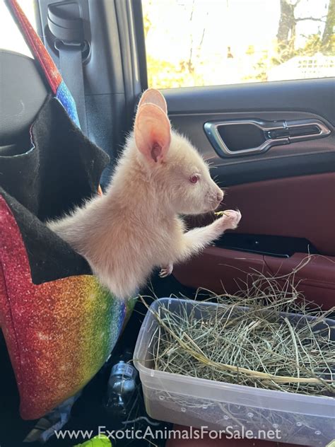 1.1 Albino Wallaby for Sale