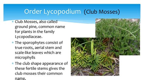 Phylum lycophyta (Club mosses, Spike mosses & Quillworts)