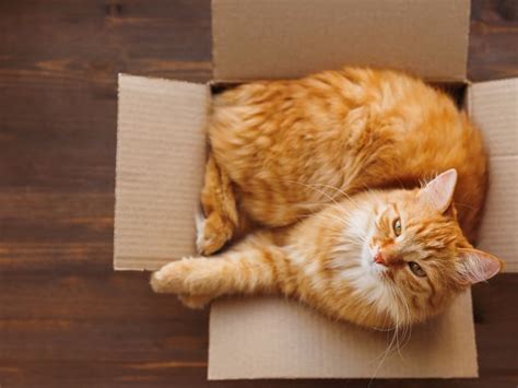 Why Do Cats Love Playing with Boxes? | Petlife