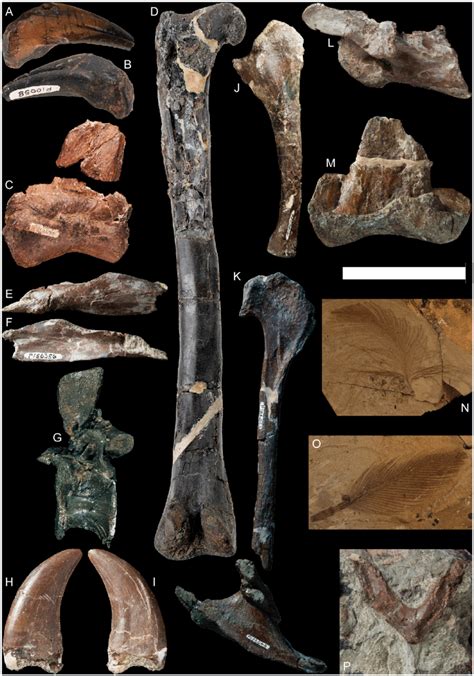 Victorian Early Cretaceous theropods. A-B, Theropoda indet. ungual (the... | Download Scientific ...