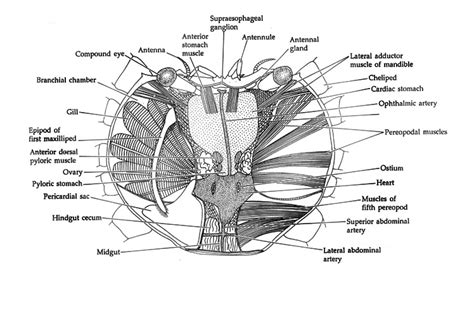 Blue Crab Practice Dissection | ETEAMS