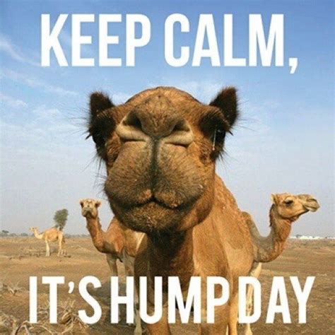 humpday. God bless | Funny hump day memes, Funny wednesday memes, Hump day meme