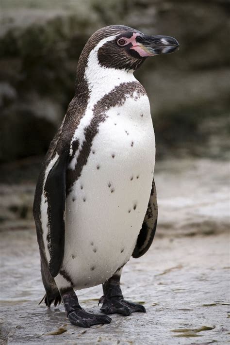 Humboldt penguins (Spheniscus humboldti) | Humboldt penguin, Penguins, Galapagos penguin