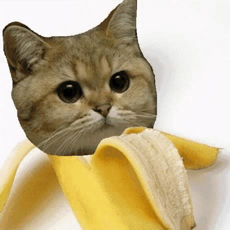 B2x Banana GIF - B2x Banana Cat - Discover & Share GIFs