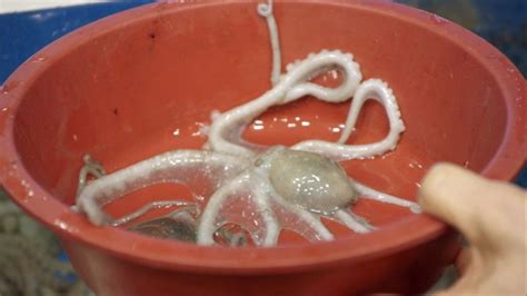 How An Octopus Feels When It's Eaten Alive | Going vegan, Octopus, Eating raw