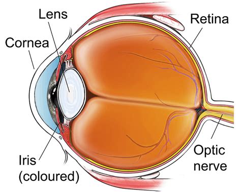 Glaucoma surgery (trabeculectomy) | healthdirect