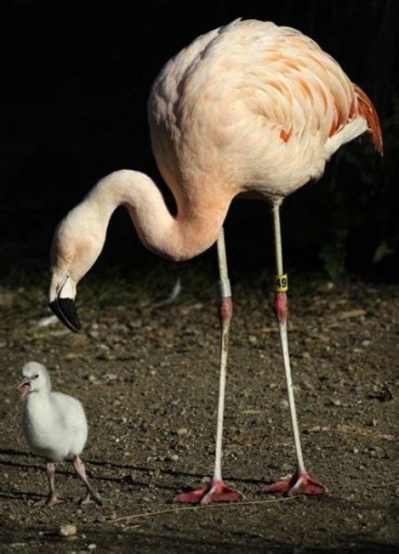 A baby Chilean flamingo walks near its father ~ Animalfwd