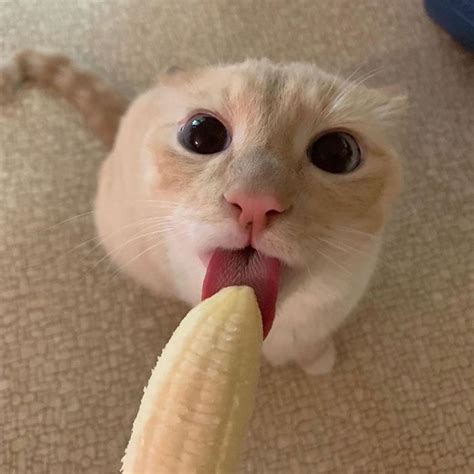 Cat Obsessed With Bananas Is Going Viral For How Inappropriate His Pics Look | Fotos de animais ...