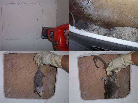 How to find a dead rat in the wall and dispose of it | CityPests.com