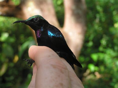 Several beautiful new bird species found on r | EurekAlert!