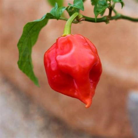 El Chile Naga Viper | Uno de los Chiles Más Picantes del Mundo