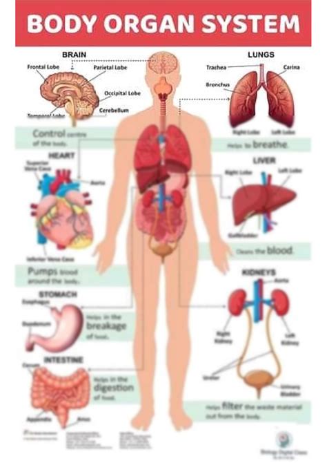 SOLUTION: Human body organs system diagram notes body organs human body diagrams - Studypool