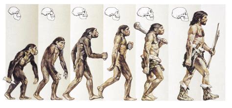 Close-up of stages of evolution from ape to man - Drawing Stock Photo 1788-1251 : Superstock