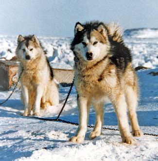 Journal of the Inuit Sled Dog International